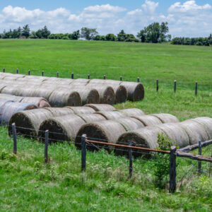 Last Year's Cut: Coastal Hay