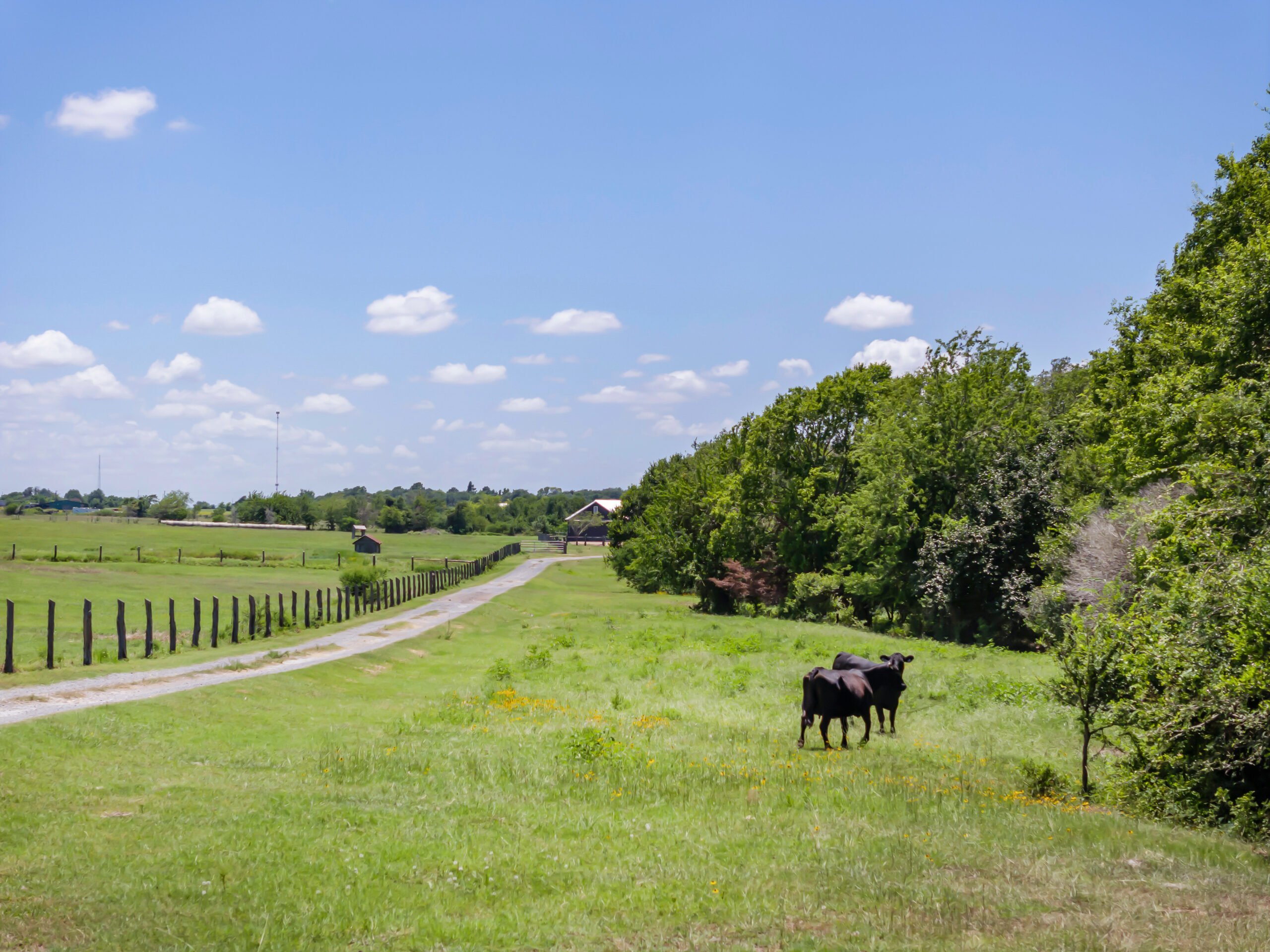 The Benefits of Cattle Ranching in Texas: A Spotlight on Black Wolf Ranch and Cattle Breeds