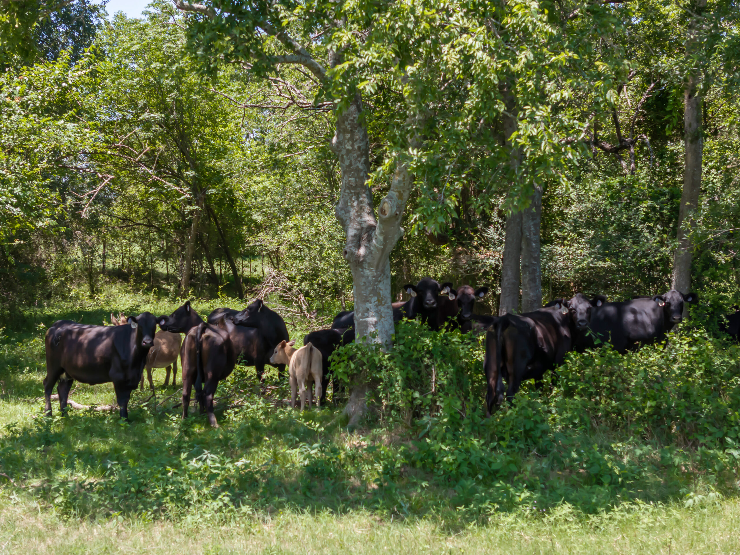 How to Manage Your Herd: Black Angus or Brangus Cattle