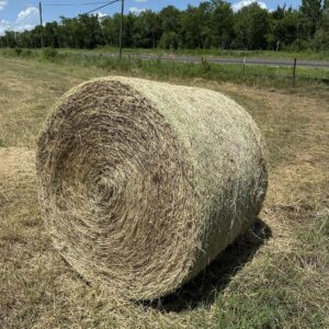 Bermuda Hay