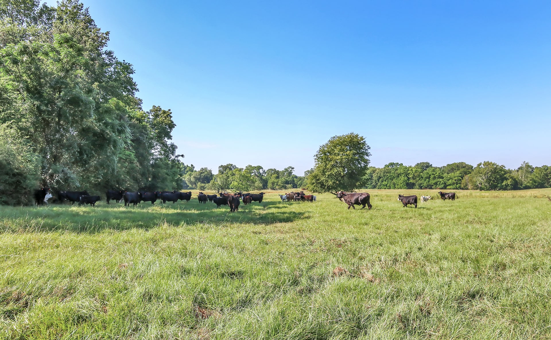 Black Wolf Ranch: A Prime Example of Texas Cattle Ranching’s Economic Power