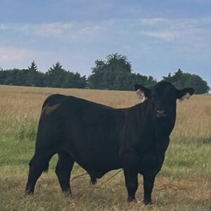 Black Angus and Brangus Bull