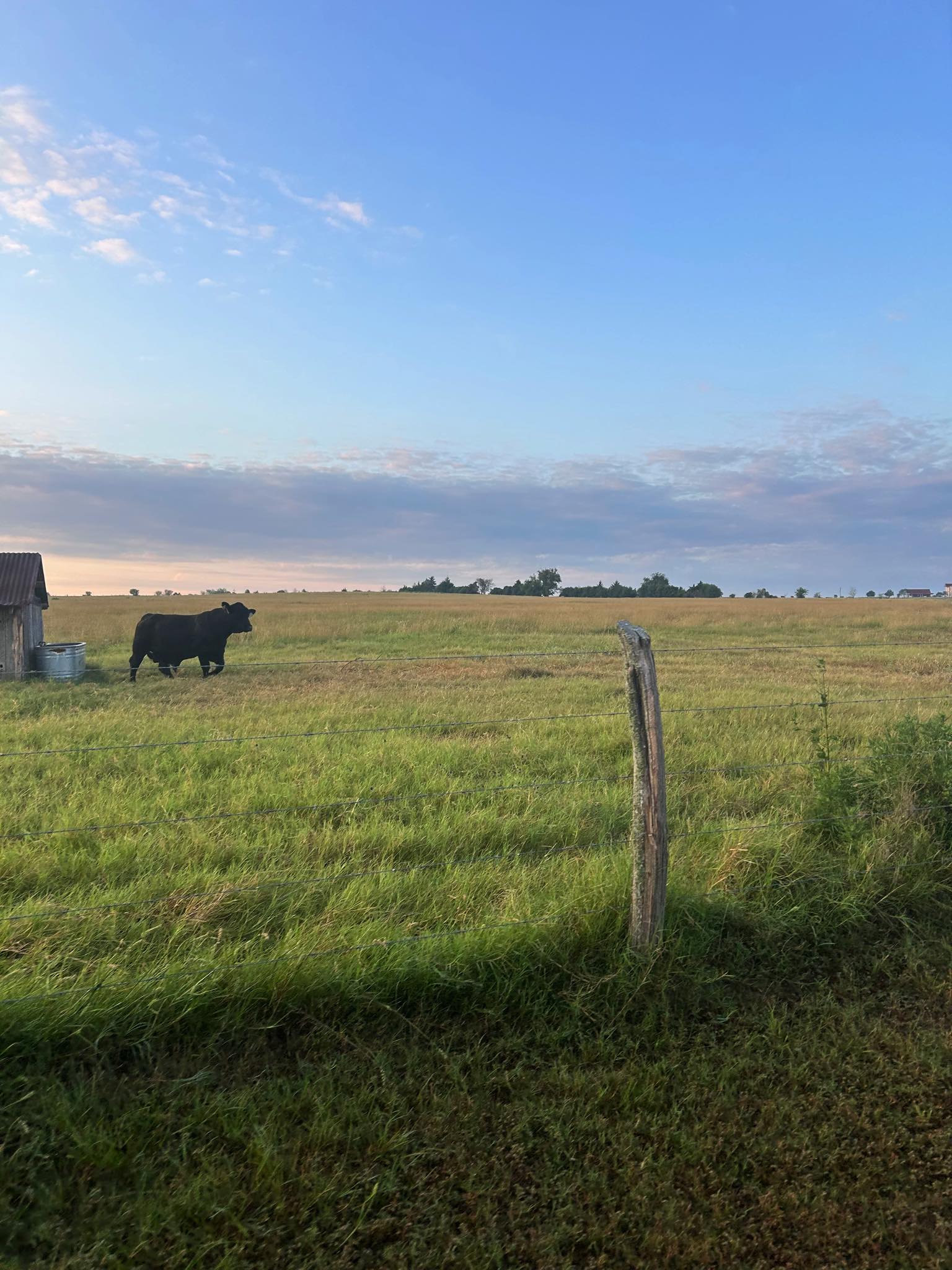 Discover the Best Cattle for Your Texas Ranch: Black Angus or Brangus?